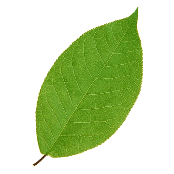 Green Leaf