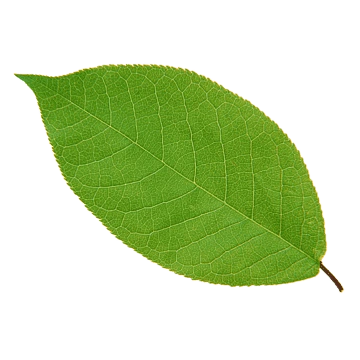 Green leaf